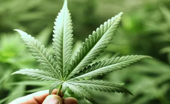 مدار الساعة,أخبار خفيفة ومنوعة,المحكمة الدستورية