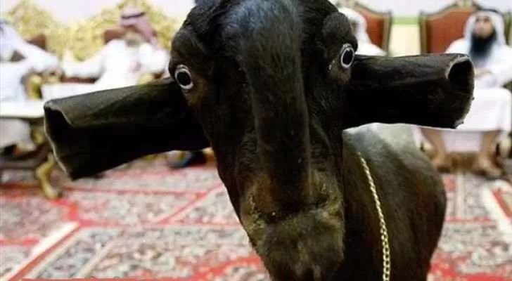 مدار الساعة,Video,فيديو,أخبار خفيفة ومنوعة