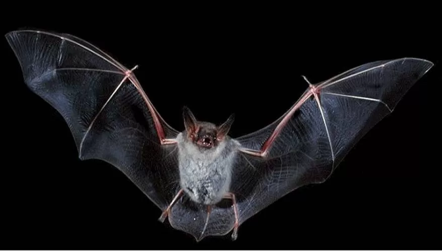 مدار الساعة,أخبار خفيفة ومنوعة,كورونا