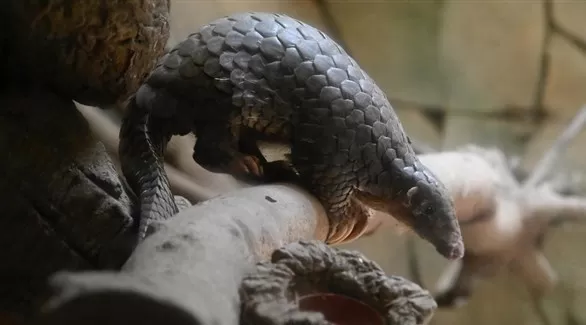 مدار الساعة,أخبار خفيفة ومنوعة,كورونا