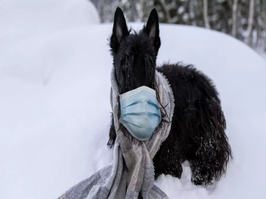 مدار الساعة,أخبار خفيفة ومنوعة,كورونا,منظمة الصحة العالمية