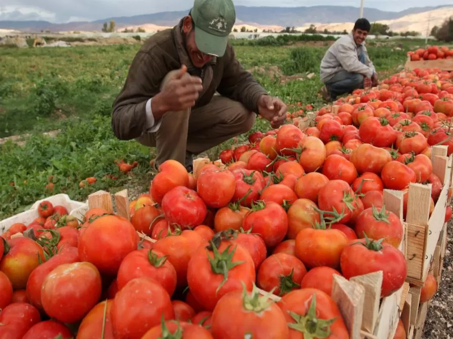 مدار الساعة,أخبار الأردن,اخبار الاردن,وزير الزراعة,وزارة الزراعة
