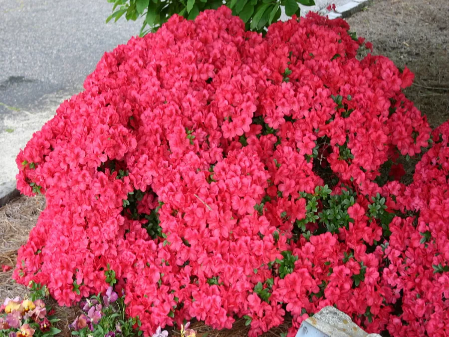 مدار الساعة,مناسبات أردنية,عيد الأم