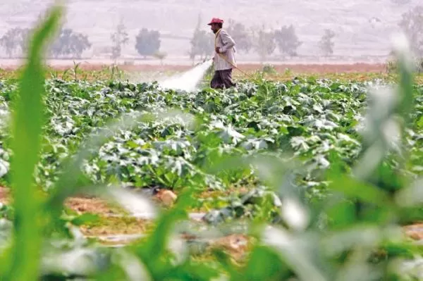 مدار الساعة,أخبار اقتصادية,وزير الزراعة,وزارة الزراعة,وادي الأردن