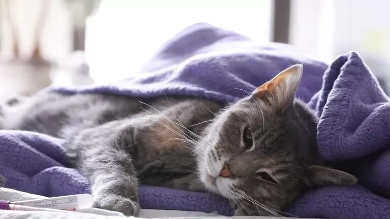 مدار الساعة,أخبار خفيفة ومنوعة,كورونا,وزارة الزراعة