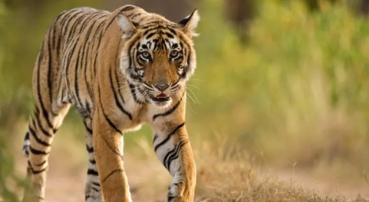 مدار الساعة,أخبار خفيفة ومنوعة,كورونا,وزارة الزراعة