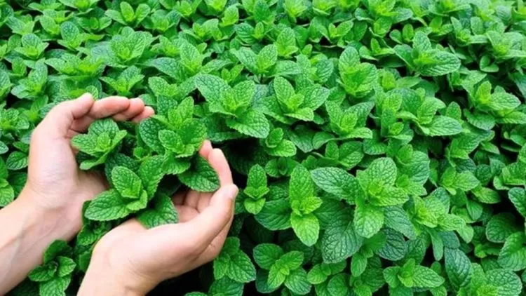 مدار الساعة,أخبار الأردن,اخبار الاردن