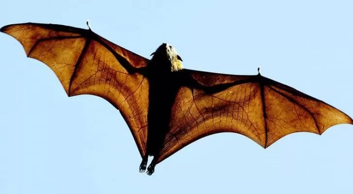 مدار الساعة,أخبار خفيفة ومنوعة,كورونا