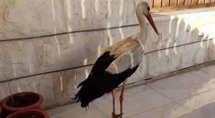 مدار الساعة,أخبار الأردن,اخبار الاردن,الإدارة الملكية لحماية البيئة,وسائل التواصل الاجتماعي