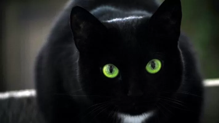 مدار الساعة,أخبار خفيفة ومنوعة,كورونا,كوفيد 19