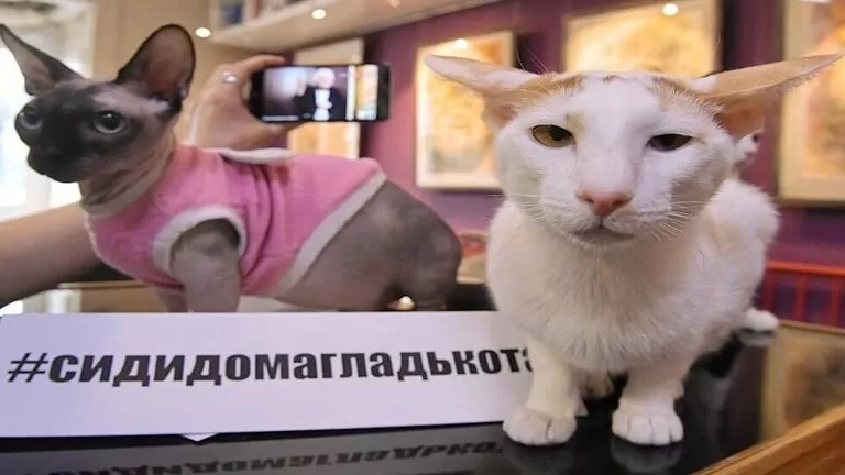 مدار الساعة,أخبار خفيفة ومنوعة,كورونا,كوفيد 19