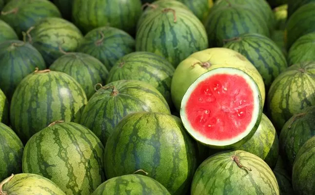 مدار الساعة,أخبار الأردن,اخبار الاردن,وزارة الزراعة,منظمة الصحة العالمية
