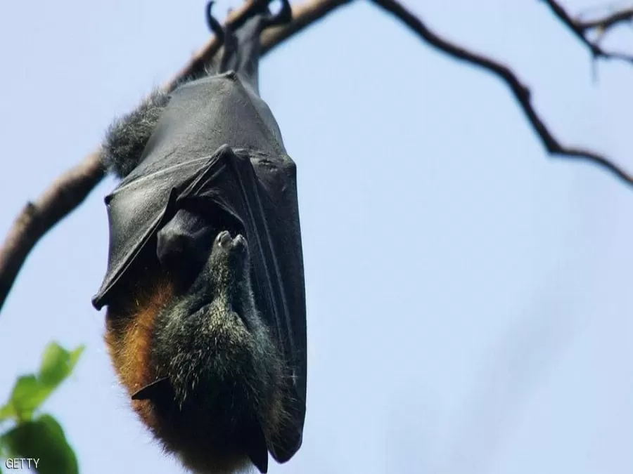 مدار الساعة,أخبار عربية ودولية,كورونا