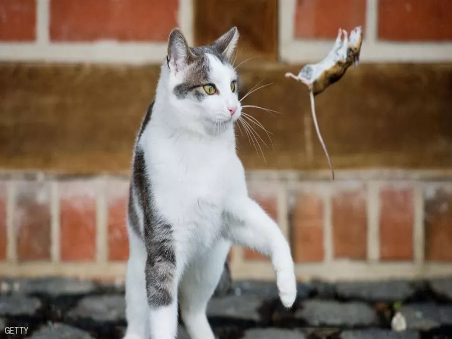 مدار الساعة,أخبار خفيفة ومنوعة,الضفة الغربية