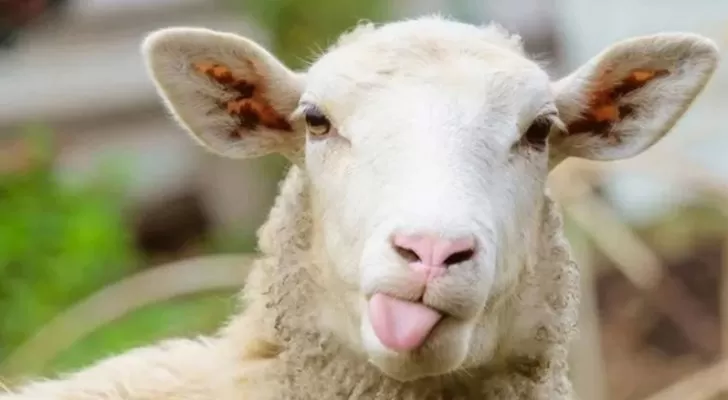 مدار الساعة,أخبار خفيفة ومنوعة,عيد الأضحى