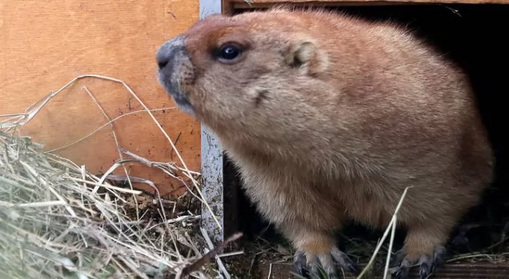 مدار الساعة,أخبار عربية ودولية,منظمة الصحة العالمية