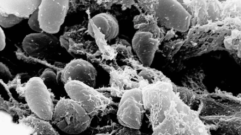 مدار الساعة,أخبار عربية ودولية,وزارة الصحة