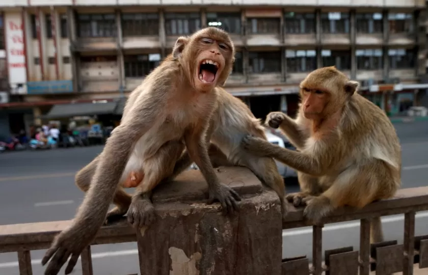 مدار الساعة,أخبار عربية ودولية,كورونا