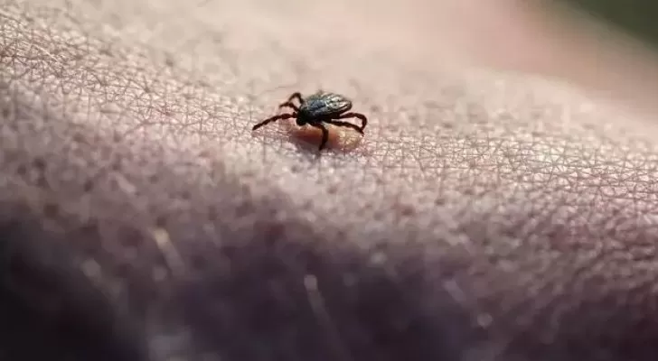 مدار الساعة,أخبار عربية ودولية,كورونا