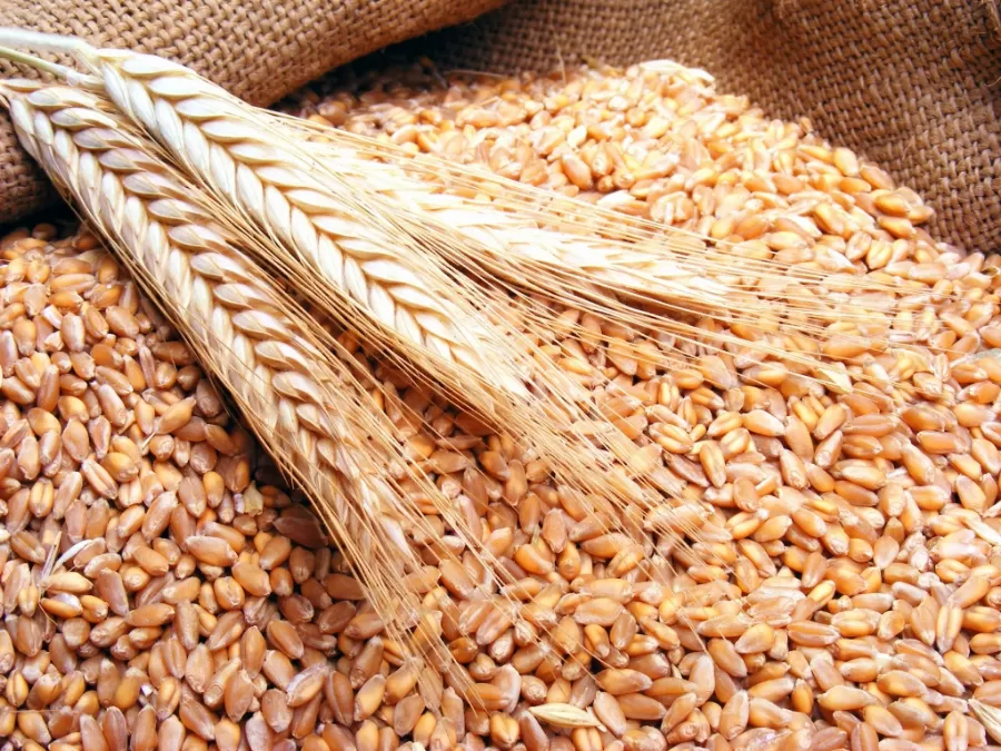 مدار الساعة,أخبار الأردن,اخبار الاردن,وزير الصناعة والتجارة والتموين,وزارة الصناعة والتجارة,المؤسسة العامة للغذاء والدواء,مؤسسة المواصفات والمقاييس,وزارة الصناعة,الجمعية العلمية الملكية,المواصفات والمقاييس