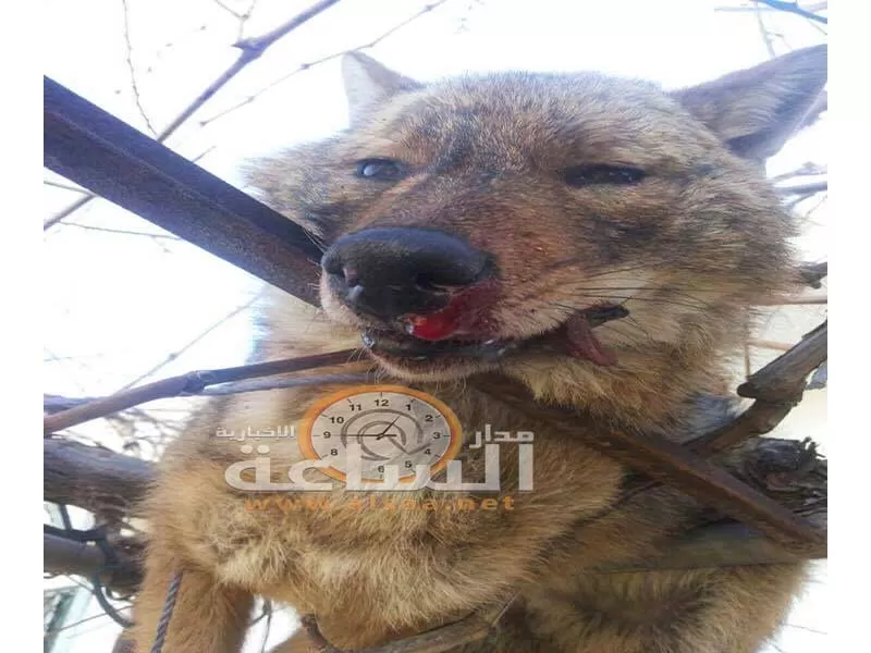 مدار الساعة,Video,فيديو,أخبار الأردن,اخبار الاردن