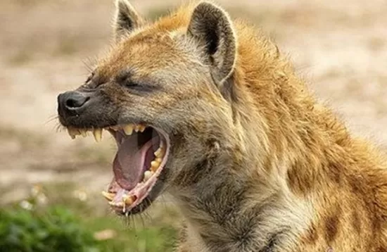 مدار الساعة,أخبار الأردن,اخبار الاردن,كورونا,وزارة الصحة