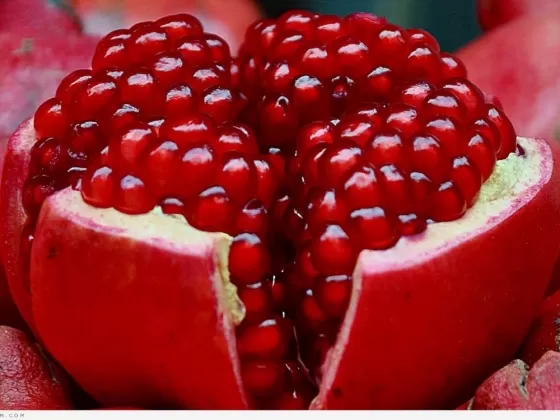 مدار الساعة,أخبار اقتصادية,كورونا,وزارة الزراعة