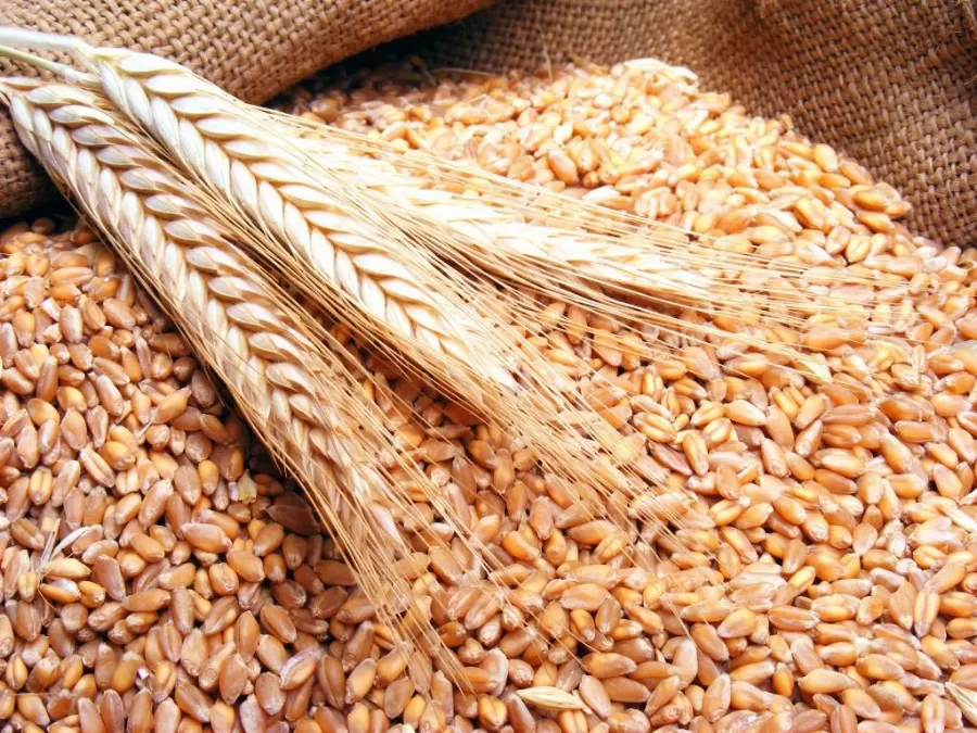 مدار الساعة,أخبار الأردن,اخبار الاردن,يعرب القضاة,وزارة الصناعة والتجارة,المؤسسة العامة للغذاء والدواء,وزارة الصناعة,المواصفات والمقاييس