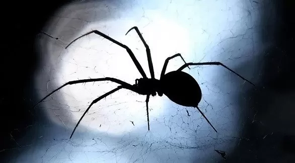 مدار الساعة,أخبار الأسرة
