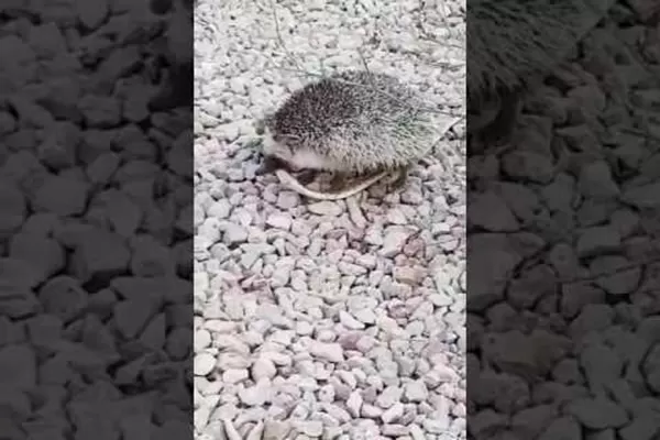 مدار الساعة,Video,فيديو,أخبار خفيفة ومنوعة