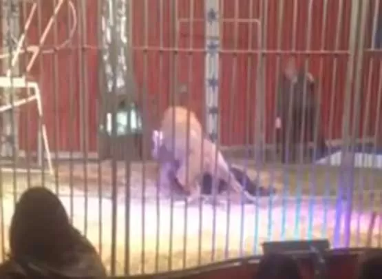 مدار الساعة,Video,فيديو,أخبار خفيفة ومنوعة