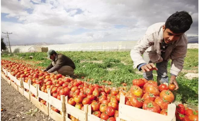 مدار الساعة,أخبار مجلس النواب الأردني,وزير الزراعة,وزارة الزراعة,مؤسسة الغذاء والدواء,مجلس النواب,الإمارات العربية المتحدة