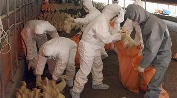 مدار الساعة,أخبار عربية ودولية,وزارة الزراعة