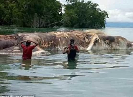 مدار الساعة,Video,فيديو,أخبار خفيفة ومنوعة