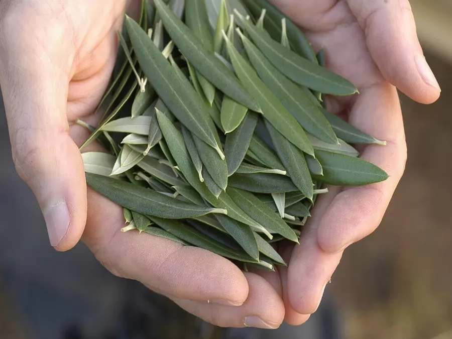 مدار الساعة,أخبار الأسرة
