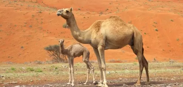 مدار الساعة,أخبار الأسرة