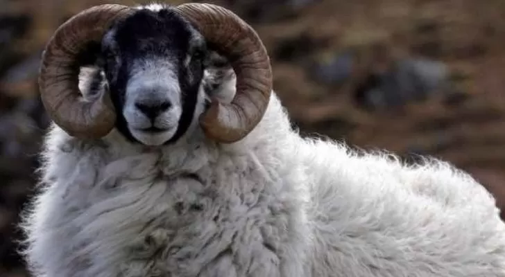 مدار الساعة,أخبار اقتصادية,وزير الزراعة