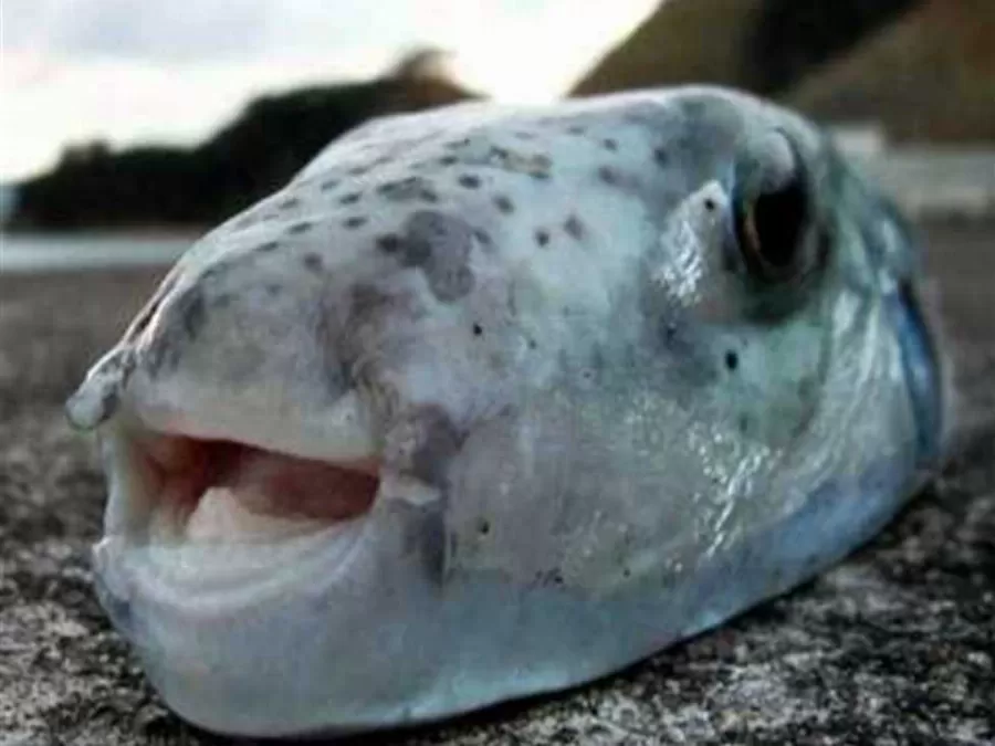 مدار الساعة,أخبار عربية ودولية,وزارة الصحة