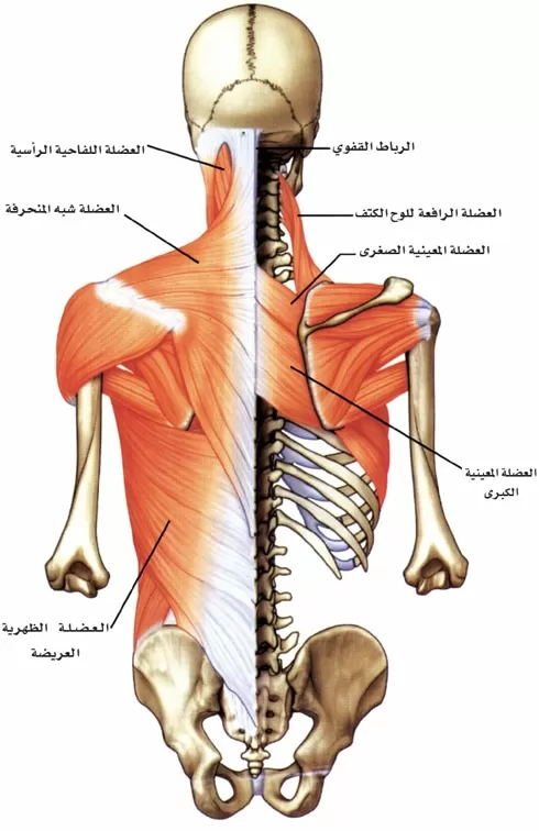 مدار الساعة,أخبار الأسرة
