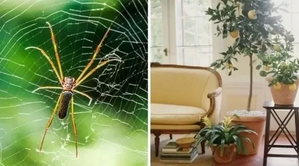مدار الساعة,أخبار الأسرة