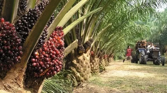مدار الساعة,أخبار اقتصادية