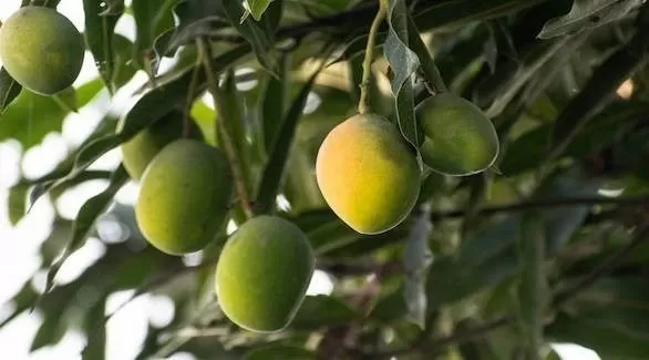 مدار الساعة,أخبار الأسرة