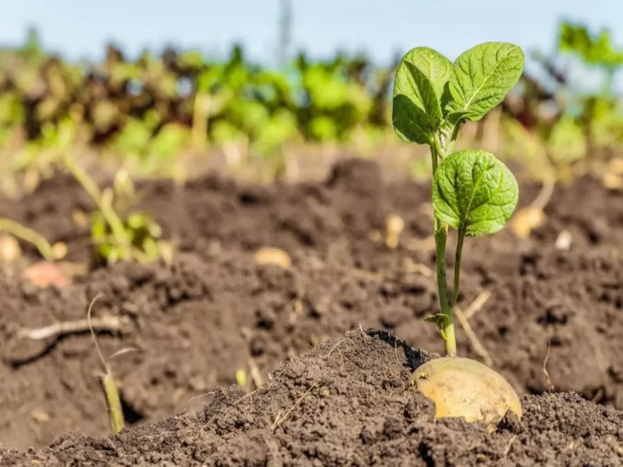 مدار الساعة,أخبار اقتصادية,وزارة الزراعة