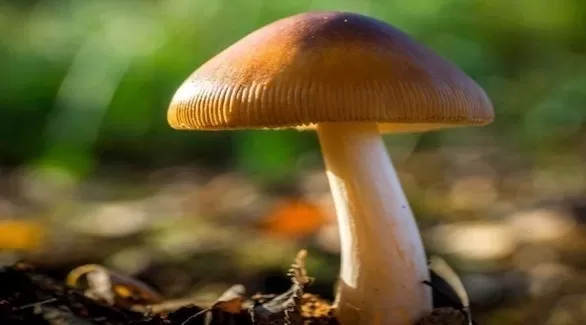 مدار الساعة,أخبار الأسرة