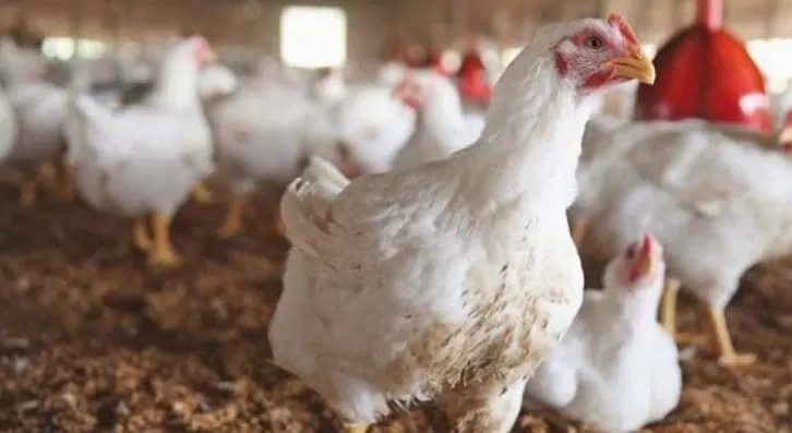 مدار الساعة,أخبار اقتصادية,وزير الزراعة,وزارة الزراعة