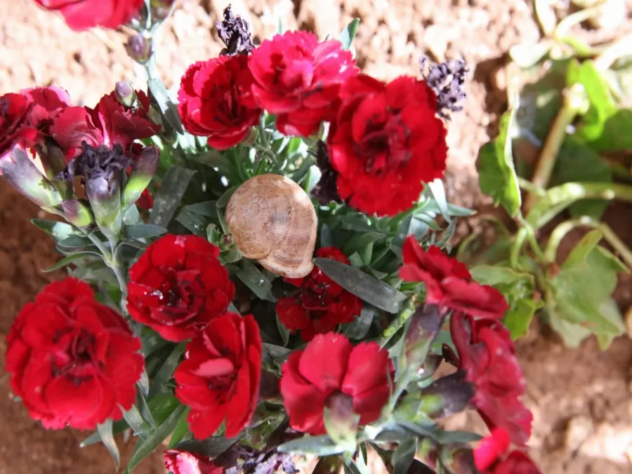 مدار الساعة,Video,فيديو,أخبار الأردن,اخبار الاردن