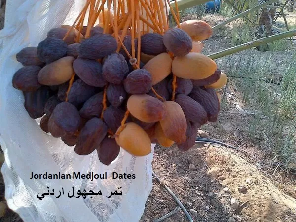 مدار الساعة,أخبار الأردن,اخبار الاردن,وزير الزراعة