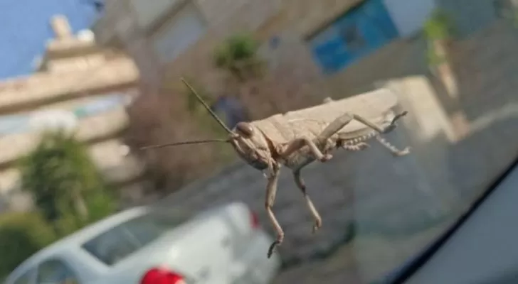 مدار الساعة,أخبار الأردن,اخبار الاردن