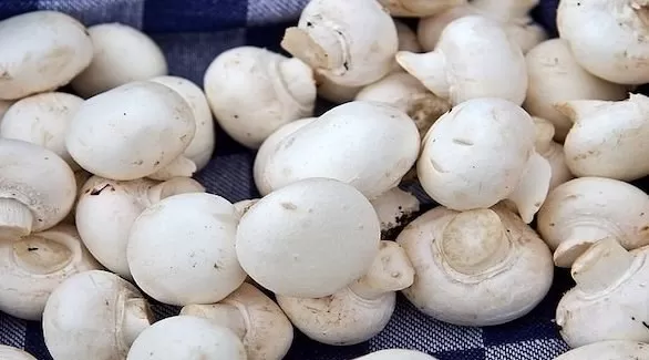 مدار الساعة,أخبار الأسرة