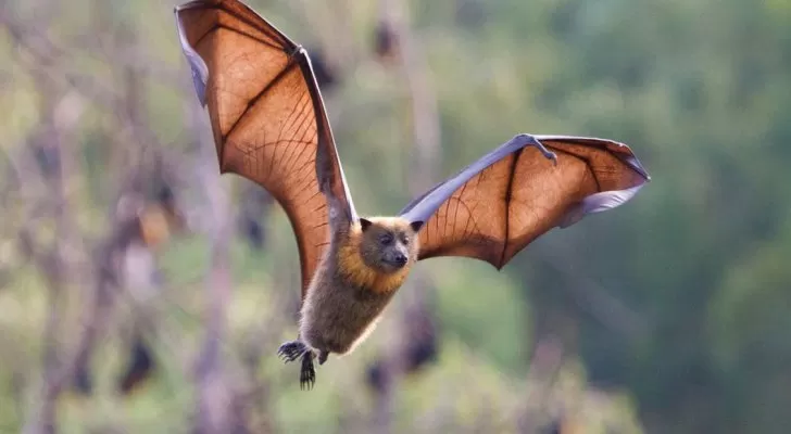 مدار الساعة,أخبار عربية ودولية,كورونا